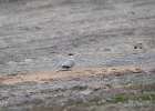 Eurasian Collared-Dove (16)