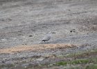 Eurasian Collared-Dove (18)