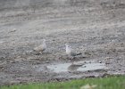 Eurasian Collared-Dove (24)