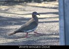 036 - 437 White-winged Dove