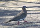 101White-winged Dove