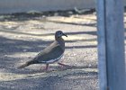 White-winged Dove (1)