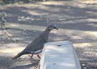 White-winged Dove (8)
