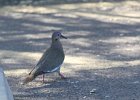 White-winged Dove (9)