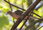 101Mourning Dove