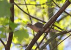Morning Dove (1)