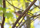 Morning Dove (2)