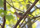 Morning Dove (3)
