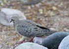 Morning Dove (5)