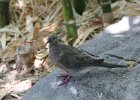 Morning Dove (7)
