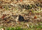 Common Ground-Dove (4)