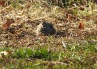 Common Ground-Dove (5)