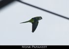 037 - 448 Monk Parakeet