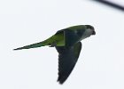 101Monk Parakeet