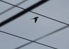 Monk Parakeet (1)