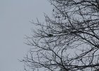 Monk Parakeet (49)