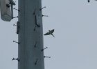 Monk Parakeet (6)
