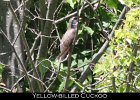 038 - 456 Yellow-billed Cuckoo