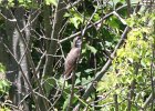 Yellow-billed Cuckoo (1)