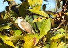 Yellow-billed Cuckoo (15)