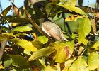 Yellow-billed Cuckoo (16)