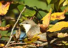Yellow-billed Cuckoo (17)