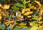 Yellow-billed Cuckoo (18)