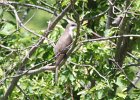 Yellow-billed Cuckoo (2)