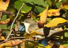 Yellow-billed Cuckoo (20)