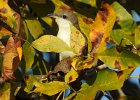 Yellow-billed Cuckoo (21)