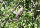 Yellow-billed Cuckoo (3)