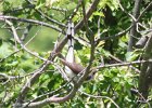 Yellow-billed Cuckoo (4)