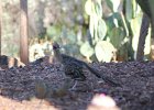 Greater Roadrunner (1)