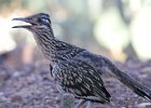 Greater Roadrunner (2)