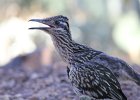 Greater Roadrunner (3)