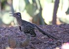 Greater Roadrunner (4)