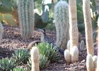 Greater Roadrunner (5)