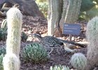 Greater Roadrunner (6)