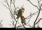 039 - 462 Barn Owl