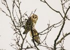 Barn Owl (1)