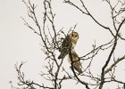 Barn Owl (2)