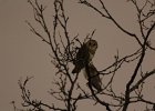 Barn Owl (3)