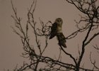 Barn Owl (4)