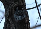 101Eastern Screech-Owl