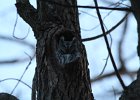 Eastern Screech Owl (1)