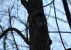 Eastern Screech Owl (10)