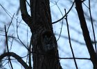 Eastern Screech Owl (11)
