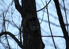 Eastern Screech Owl (12)