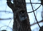 Eastern Screech Owl (13)