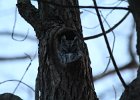 Eastern Screech Owl (14)